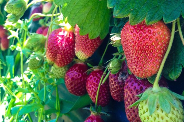 Summer Strawberry Picking in Auckland